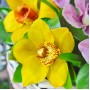 Корзина Райские орхидеи